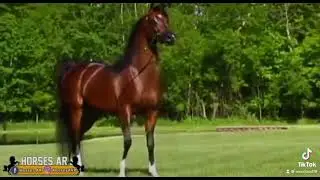 حالات واتس خيل 2021 حالات وااس يا دنياا  خيل عربي اصيل #shorts #reals #horse