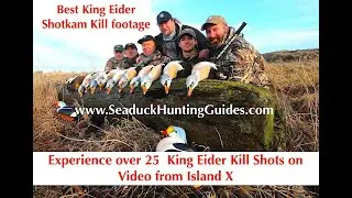 king eider hunting Shotkam kill shots