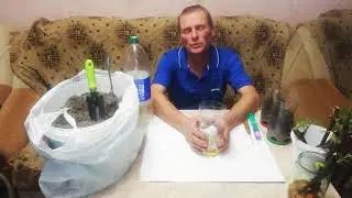 Посадка черенка в подготовленную землю