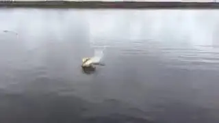 Прикол Окунь сошел с ума, горбачи каждые 3 секунды