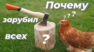 Loman Brown or Hisex Brown layers? Which is better? Chicken coop review.