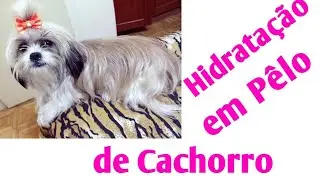 Hidratação em Pelo de Cachorro