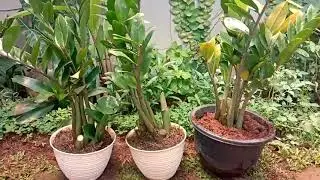 How to Re Pot ZZ Plant, Avoided Root Rot