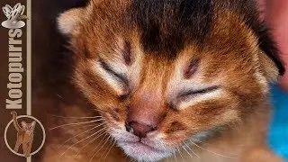 Newborn aby kittens, one week later [kotopurrs]