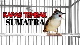 Kapas tembak sumatra gacor
