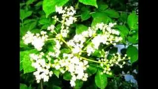Пламсвет . ¸.•´ ¸.•*´` ☆ . ¸.•´ ¸.•*´` ☆. ¸.•´ ¸.•*´` ☆     Валентина Цвяткова