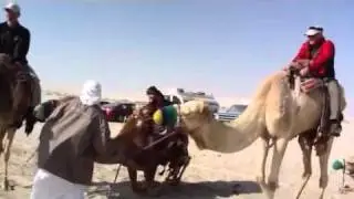 camel ride