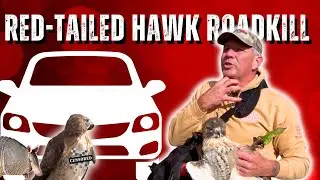 The Return of Bare Hands Beran | Red-tailed Hawk Hit By Vehicle 😳 - Ep. 15