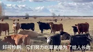 工作中最大的福利，遇到它们好开心啊