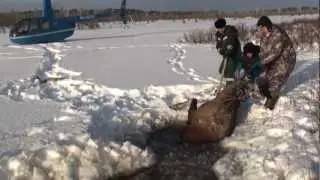 Cпасение лосихи - Saving the moose HD