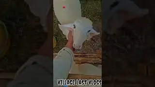 🇮🇳🚩Village vibes  #shorts #viral  ​⁠ #comedy #funny #hindi