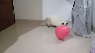 Kucing suka main balon