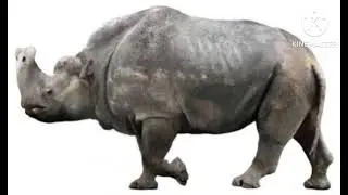 Embolotherium Sound Effect