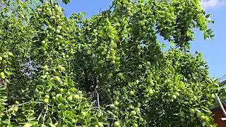 Jujube ពុទ្រា backyard