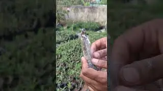 Pluemeria grafting | How to graft Plumeria | चम्पा की ग्राफ्ट कैसे करें #shorts #shortsvideo