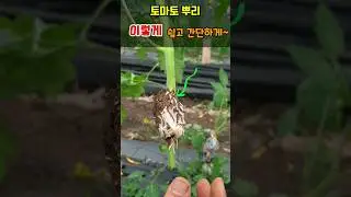 토마토모종 사지 말고 쉽고 간단하게 만드는 방법 토마토뿌리내리기 #토마토키우기