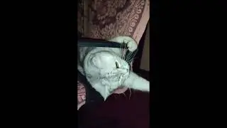 Басян