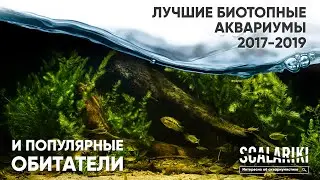 Лучшие биотопные аквариумы и их обитатели 2017-2019