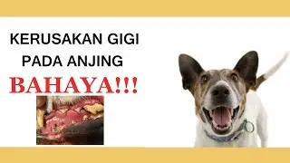 PENCEGAHAN KERUSAKAN GIGI PADA ANJING