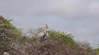 Male Great Blue Heron brings twig to Female for the nest.