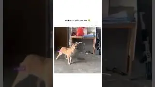 kutta na moye moye krr diya