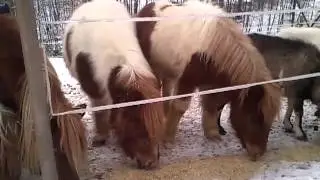 5. Koniki & Owies