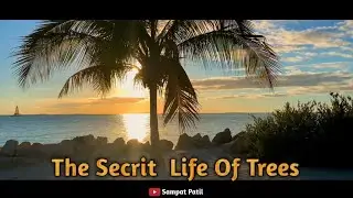 The Wild In The Trees / Amazing Nature Documentary / High Quality //