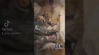 #cat