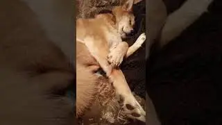 спят усталые Айзуньки,  Бимки спят))