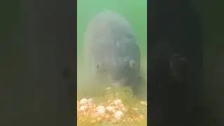 Обыкновенный карп 