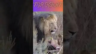 King of Jungle.