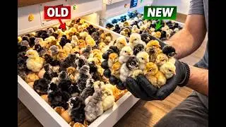 Two Incubators. 240 Eggs. Only One Winner. 🐣