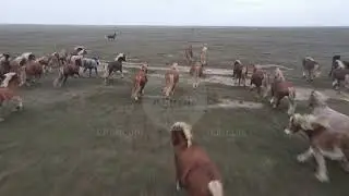 Калмыкия: советские тяжеловозы в степи. Тизер