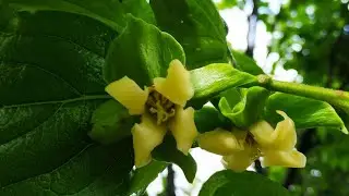 Хурма с закрытой корневой - надёжная покупка.