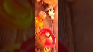 Деликатес  для пушистых комочков!!!