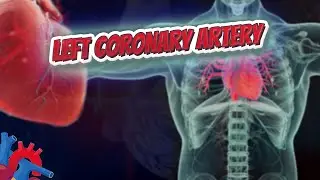 Anterior interventricular branch of left coronary artery (Human Heart ❤️ & Cardiology) ❤️🔊✅