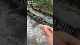 Голодная птица