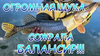 Огромная ЩУКА сожрала балансир💪 Рыбалка зимой со льда 👍 Где искать щуку?