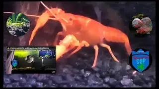 Neon orange crayfish , 🎧🎤🎵🎶  DJ Cray Cray Loves vibra bites 🎋