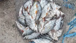 3 kg de ROSIOARA si PLATICA ....