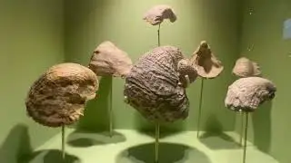 Fossils Found in Missouri!