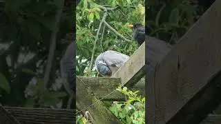 Blackbird and Pigeon Chilling Out