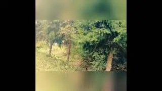 #Какурино