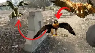 duck hunting | new hunting video | hunting zone 786