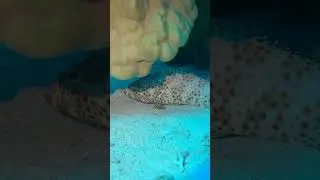 Групер таувина