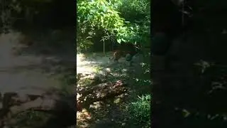 Tiger pacing at the cincinnati zoo #animal #bringingthezootoyou #Tiger #cincinnati zoo