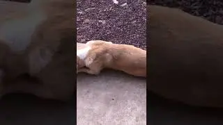 #dog