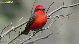 Churrinche (Pyrocephalus rubinus).