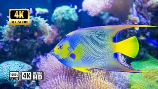 Wildlife Ocean Beautiful Clips Collection 4K Ultra Never Seen Before | HK ALERTS