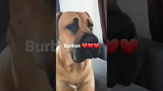 Boerboel - South African Mastiff